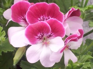 Angeleyes Bicolor