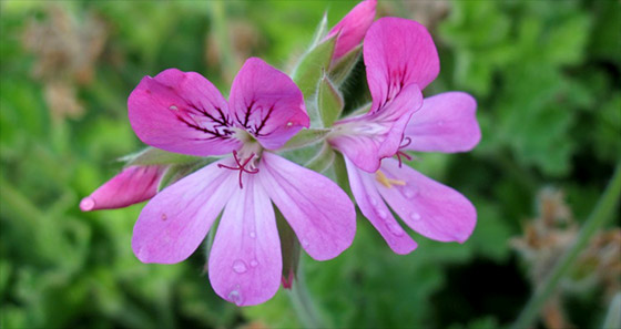doftpelargoner