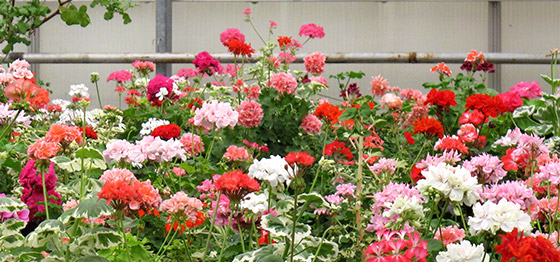 pelargoner_växthus